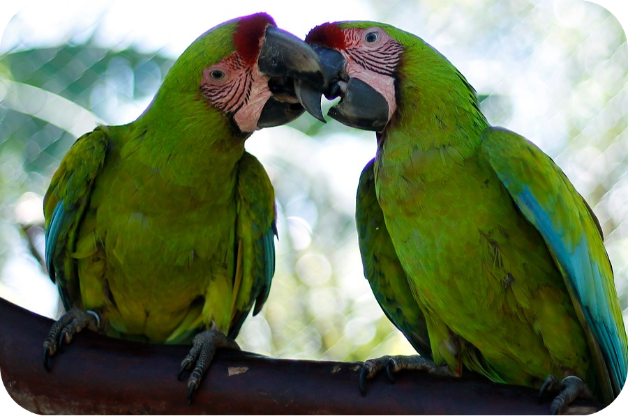 Guacamaya en libertad