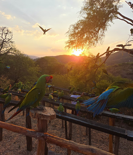 Guacamayas libres